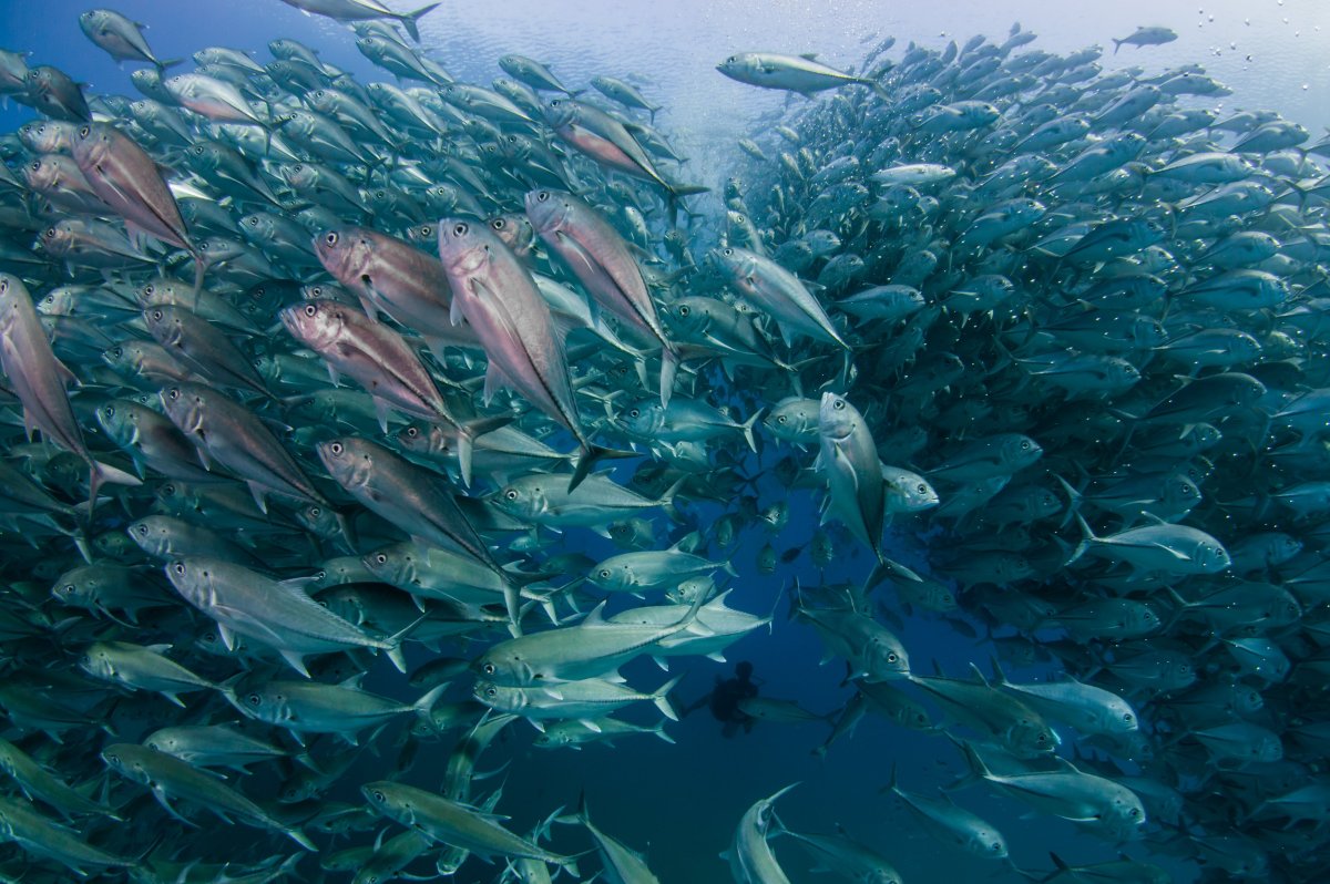 Рыбы мраморного моря