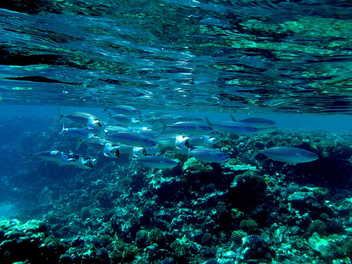 Мраморное море подводный мир