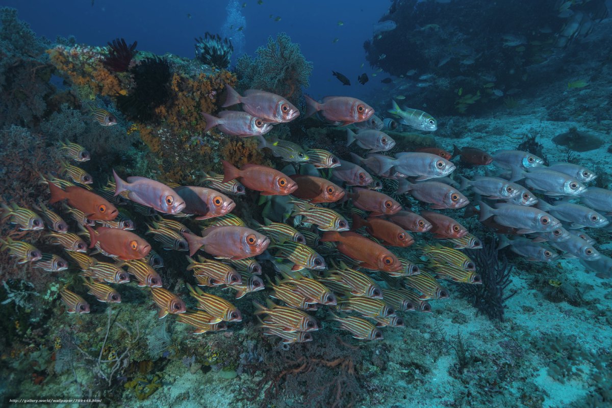 Рыбы Средиземного моря телевизия