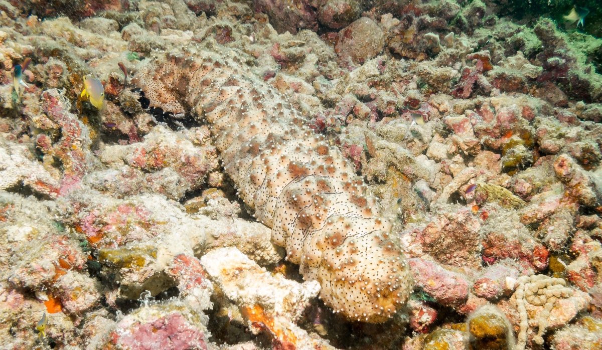 Голотурии красного моря