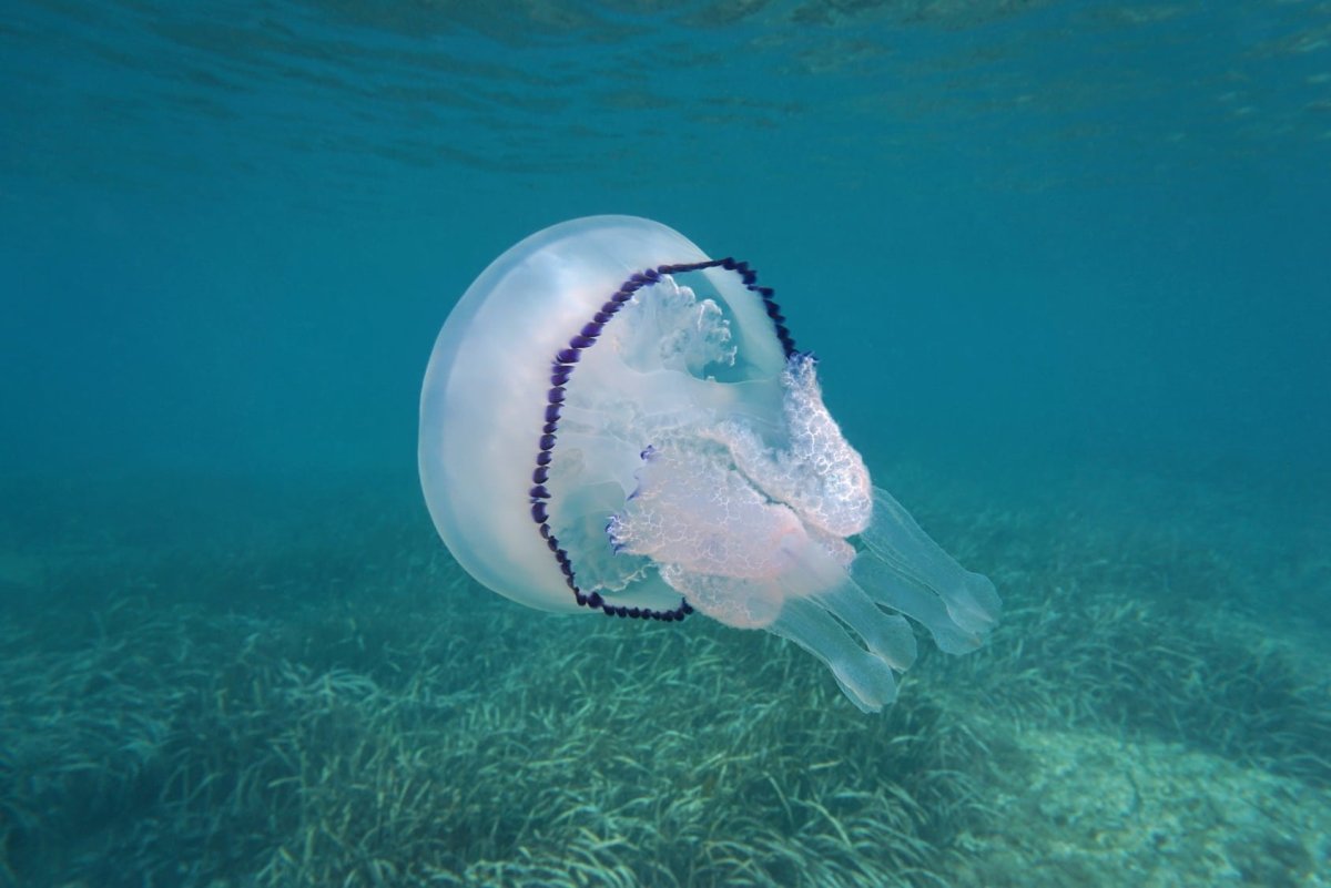 Медузы в Ионическом море Греция