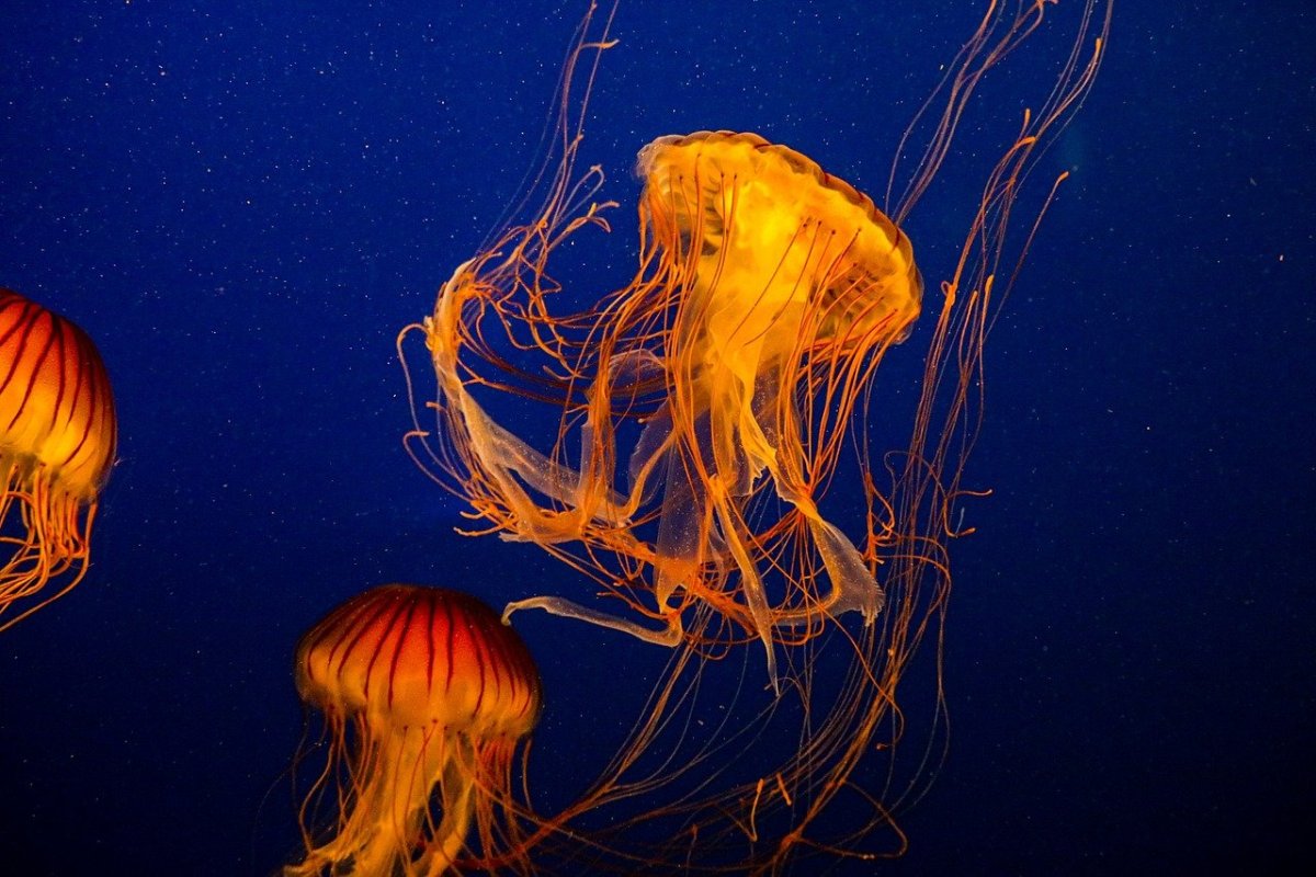 Медузы Cnidaria