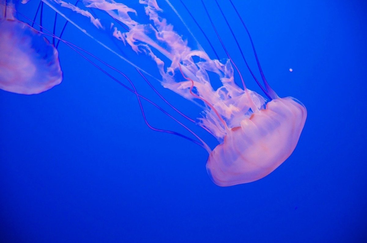 Медузы Cnidaria