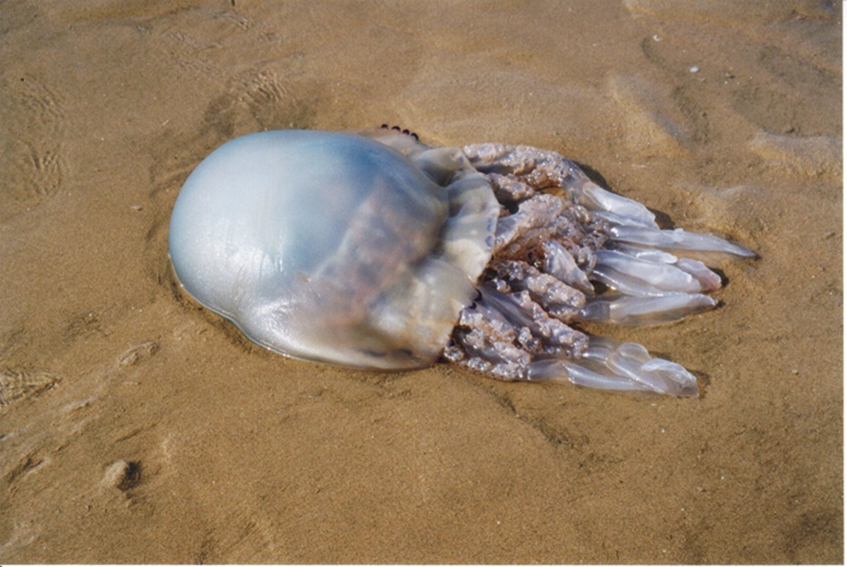 Медузы в Азовском море 2021