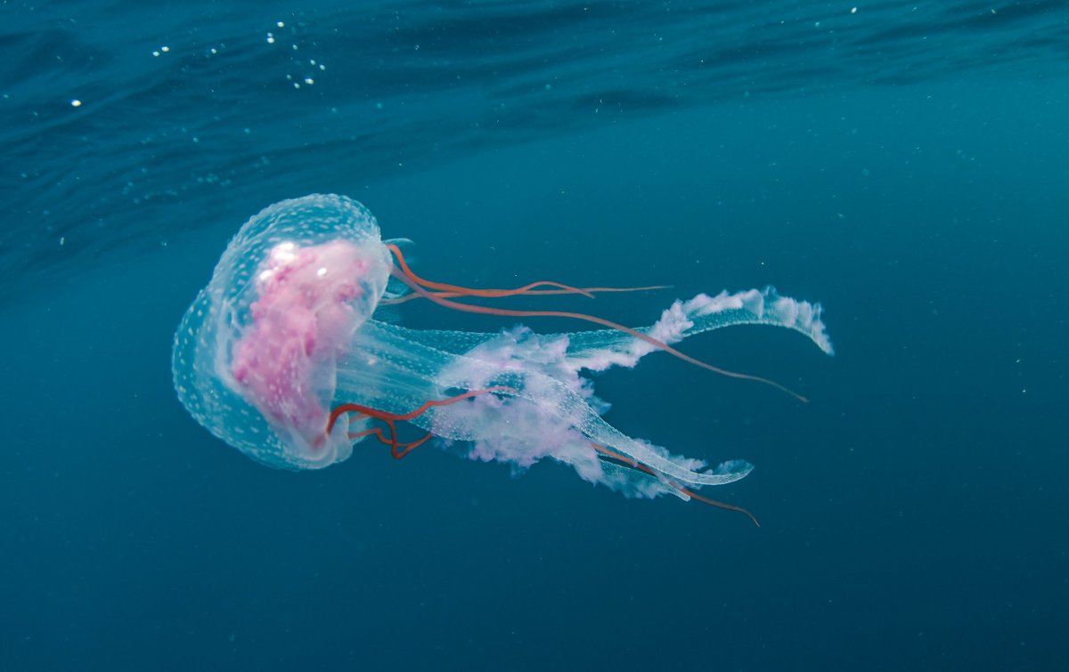 Immortal Jellyfish Baby