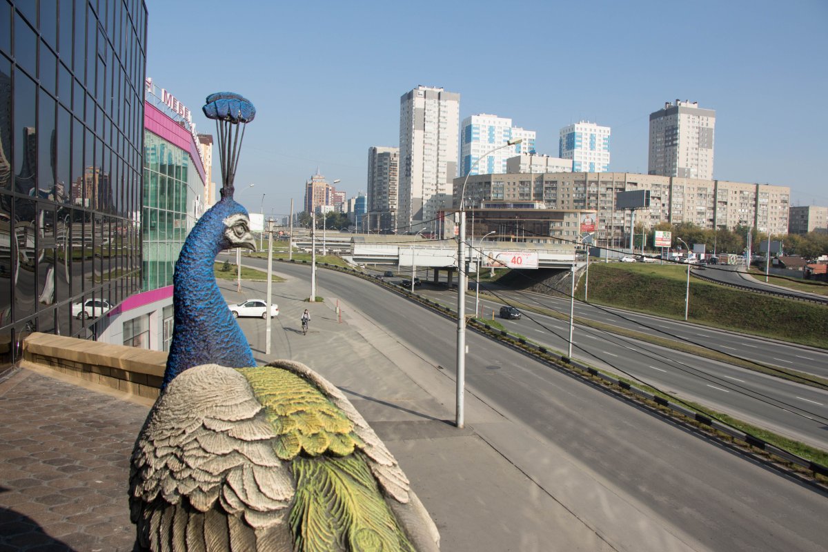 Город павлинов 2021