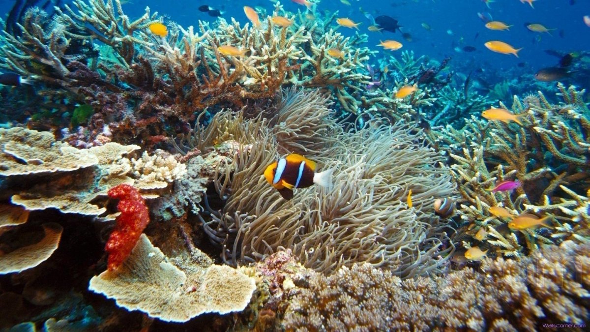Подводный мир черного моря