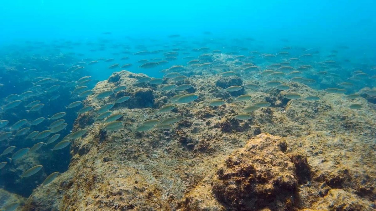 Морское дно Средиземного моря