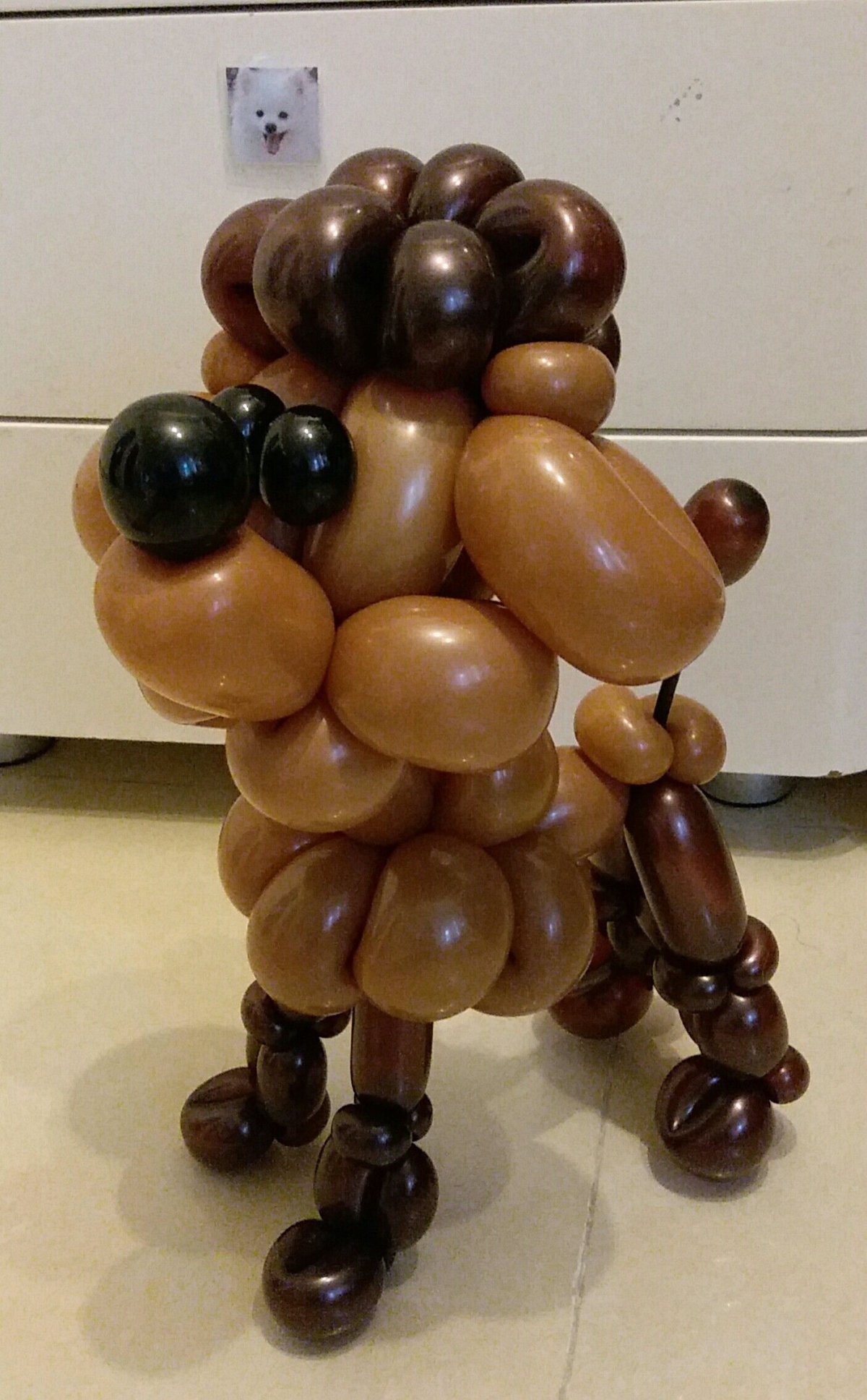Dog Balloon twisting