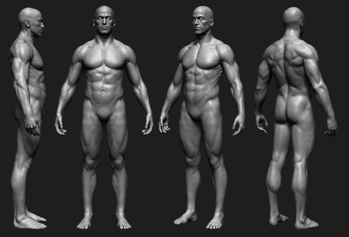Zbrush анатомия человека мышцы