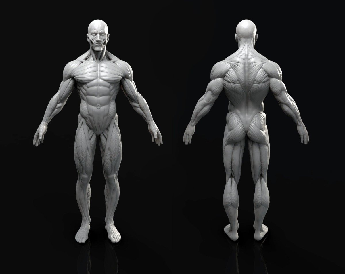 Marc brunet Anatomy