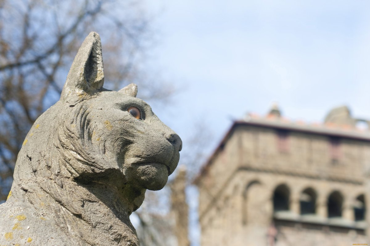 Animal Wall Кардифф