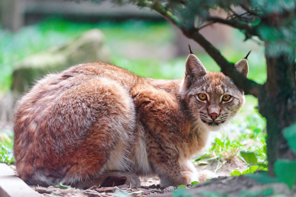 Кошка Рысь