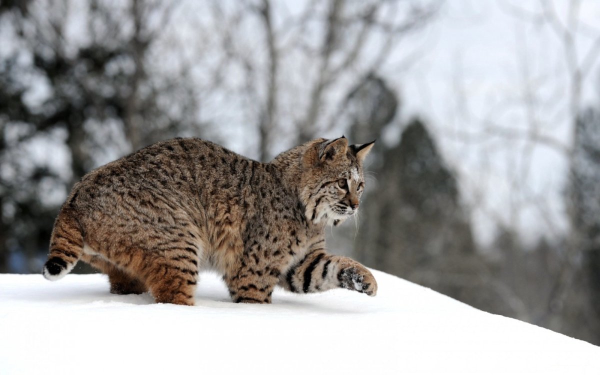 Лесной кот