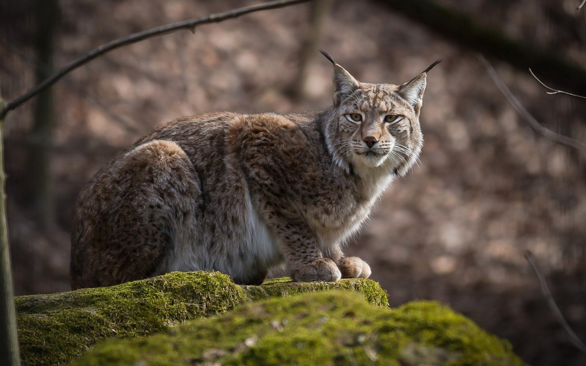 Рысь Felis Lynx