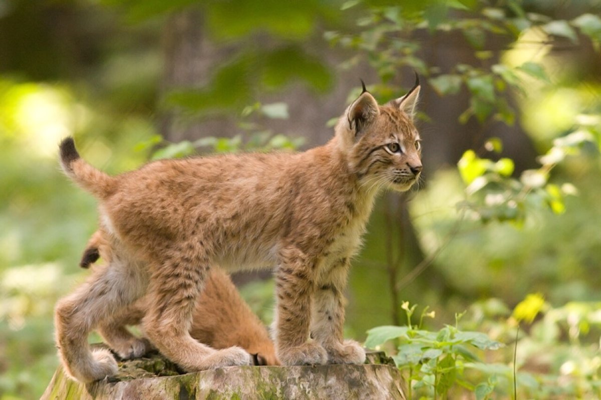 Рысь обыкновенная (лат. Lynx Lynx)