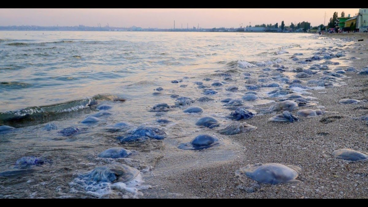 Медузы на Азовском море в Анапе