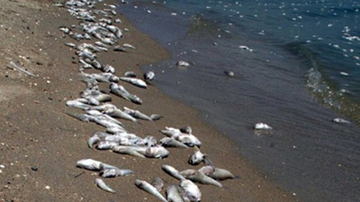 Таганрог гибель рыбы Азовского моря