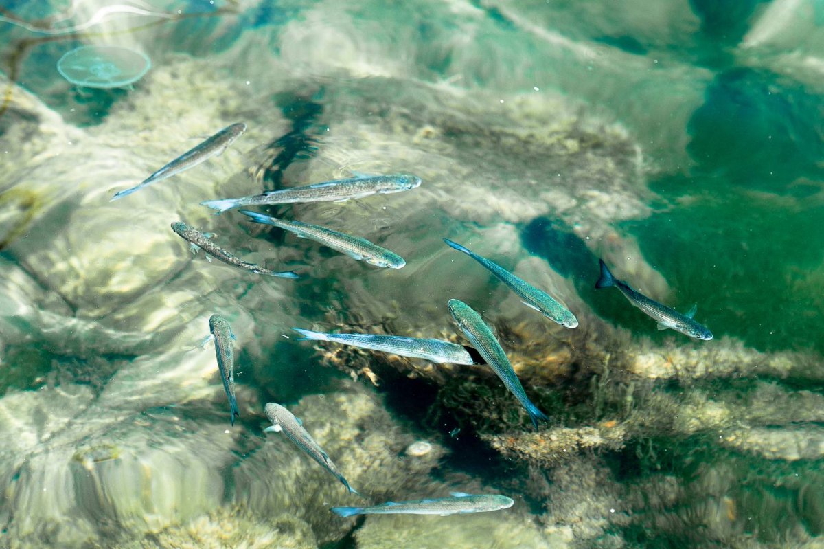 Рыбные ресурсы Азовского моря