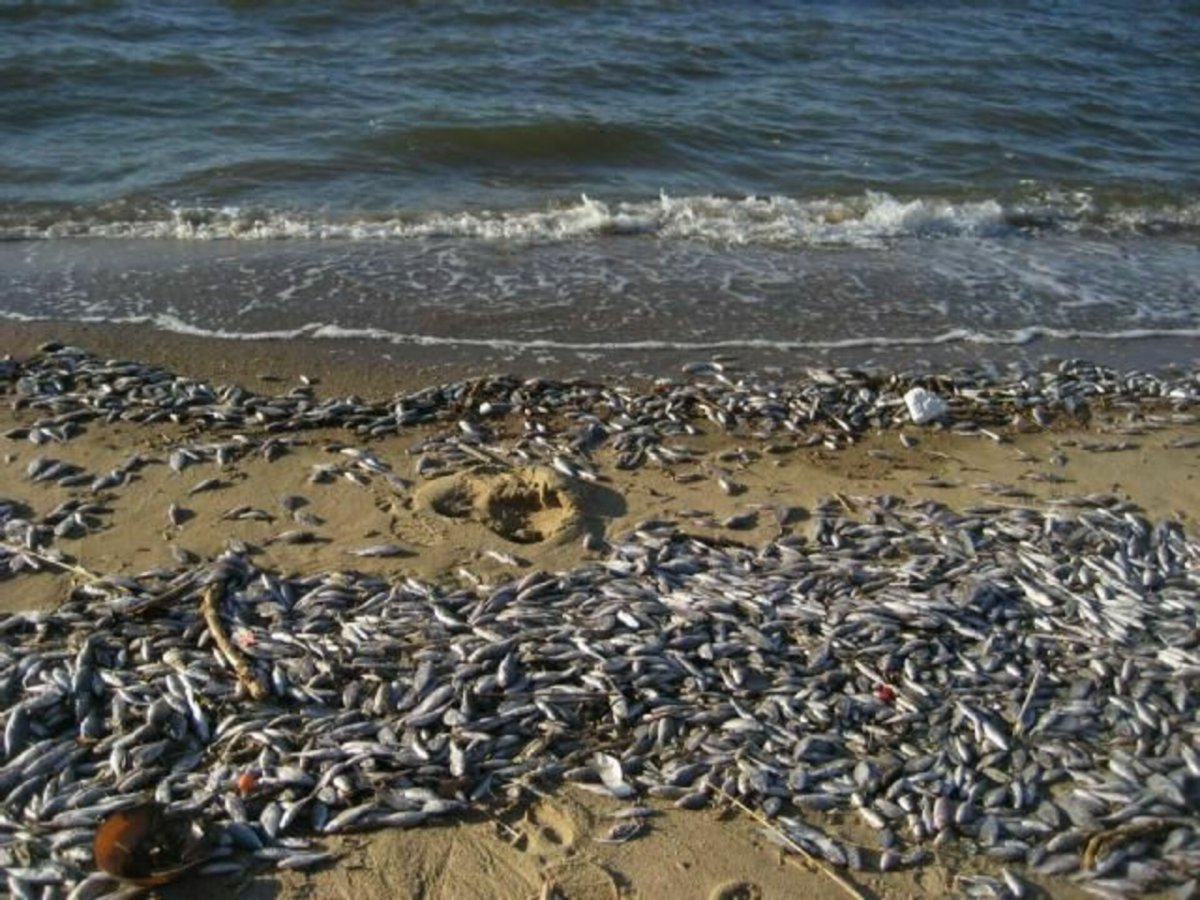 Массовая гибель рыбы в Азовском море