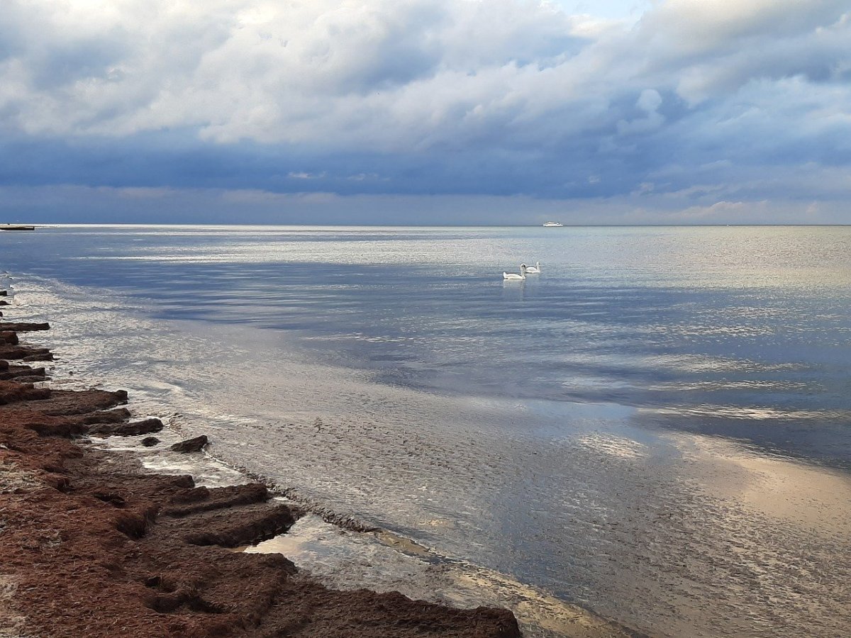 Балтийское море швиноушьце