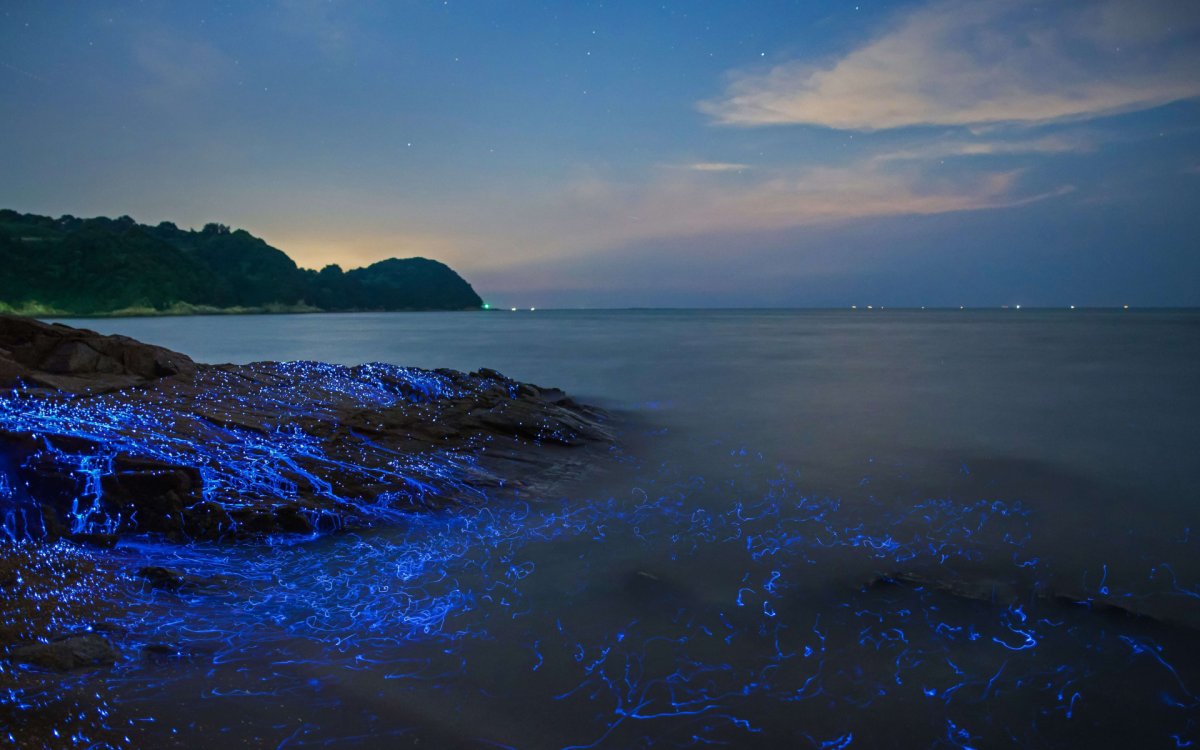 Водоросль ночесветка черное море