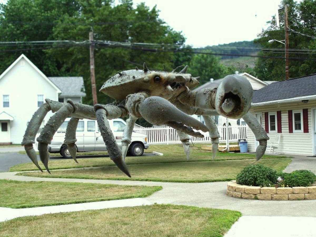Queen Crab
