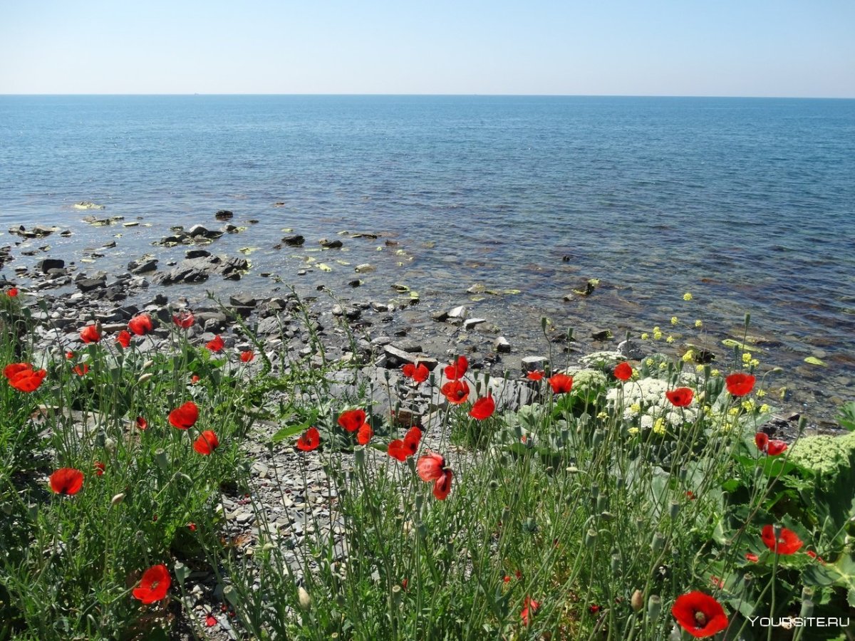 Анапа природа в городе