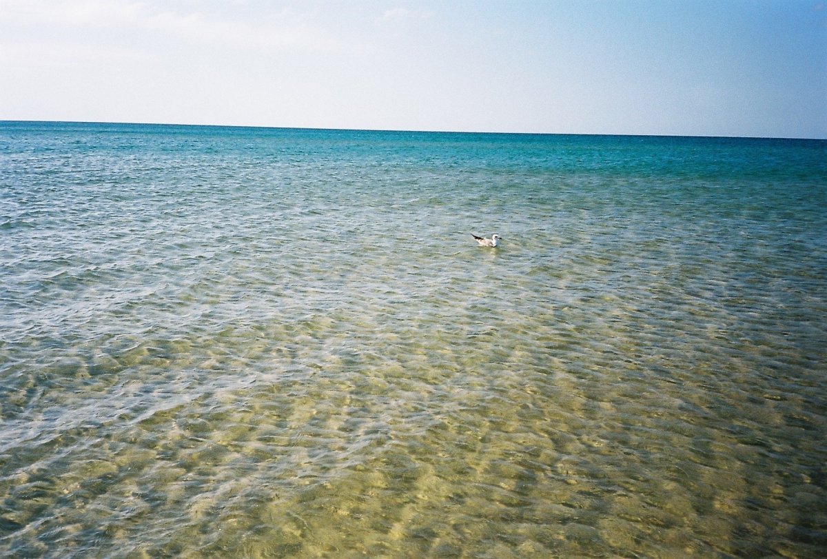 Черное море Витязево