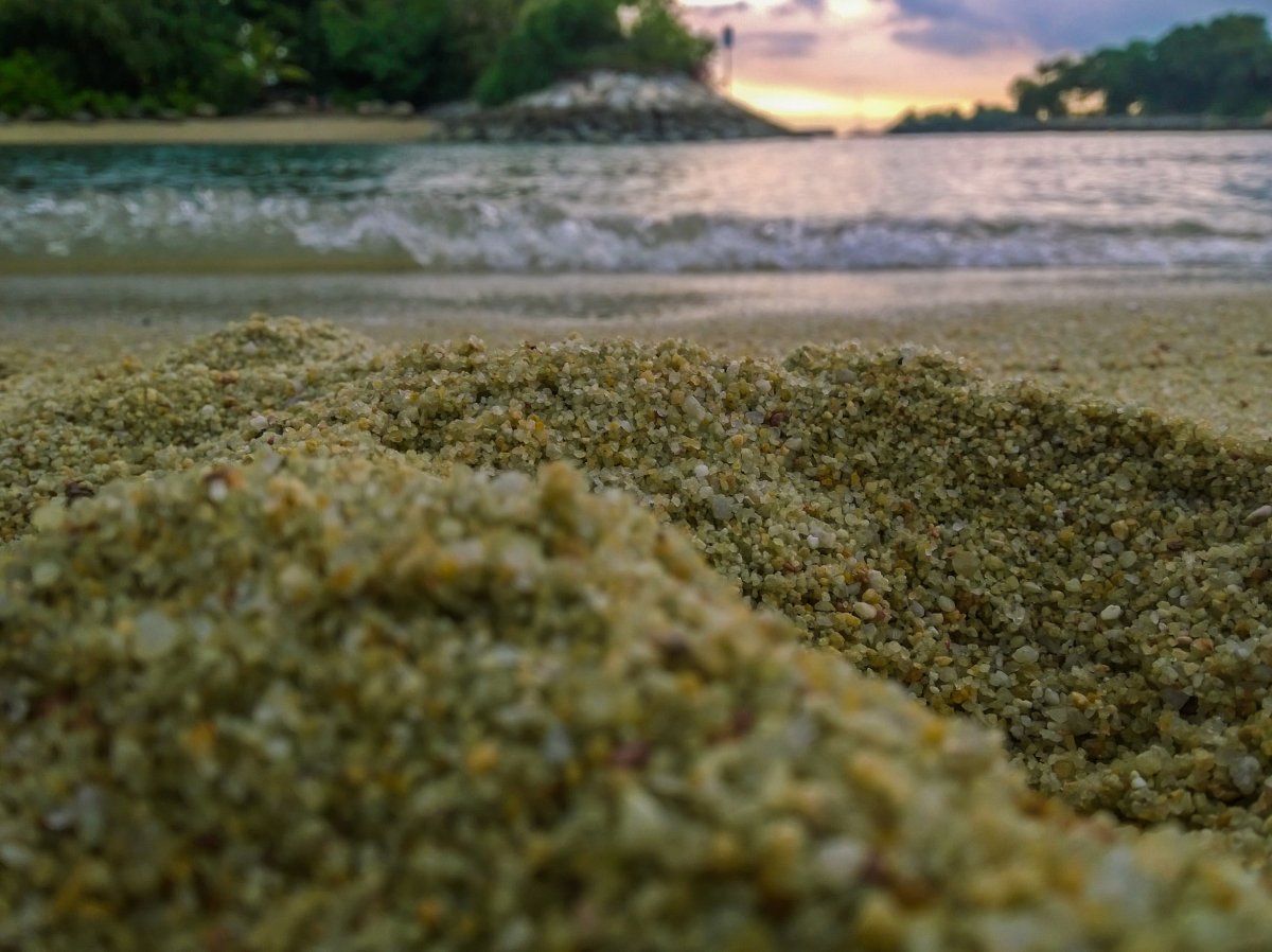 Берег моря с водорослями