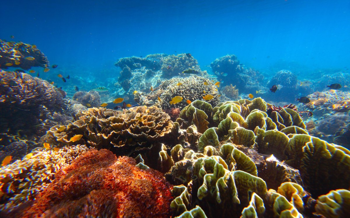 Риф подводный красное море