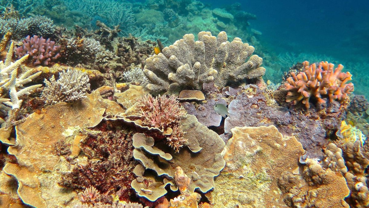 Great Barrier Reef Corals