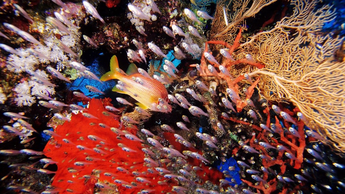 Красное море