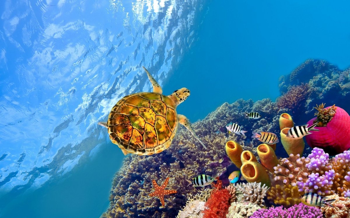 Винсент Каллебо – «коралловый риф» (Coral Reef)