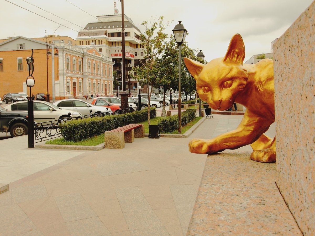 Сквер сибирских кошек Тюмень