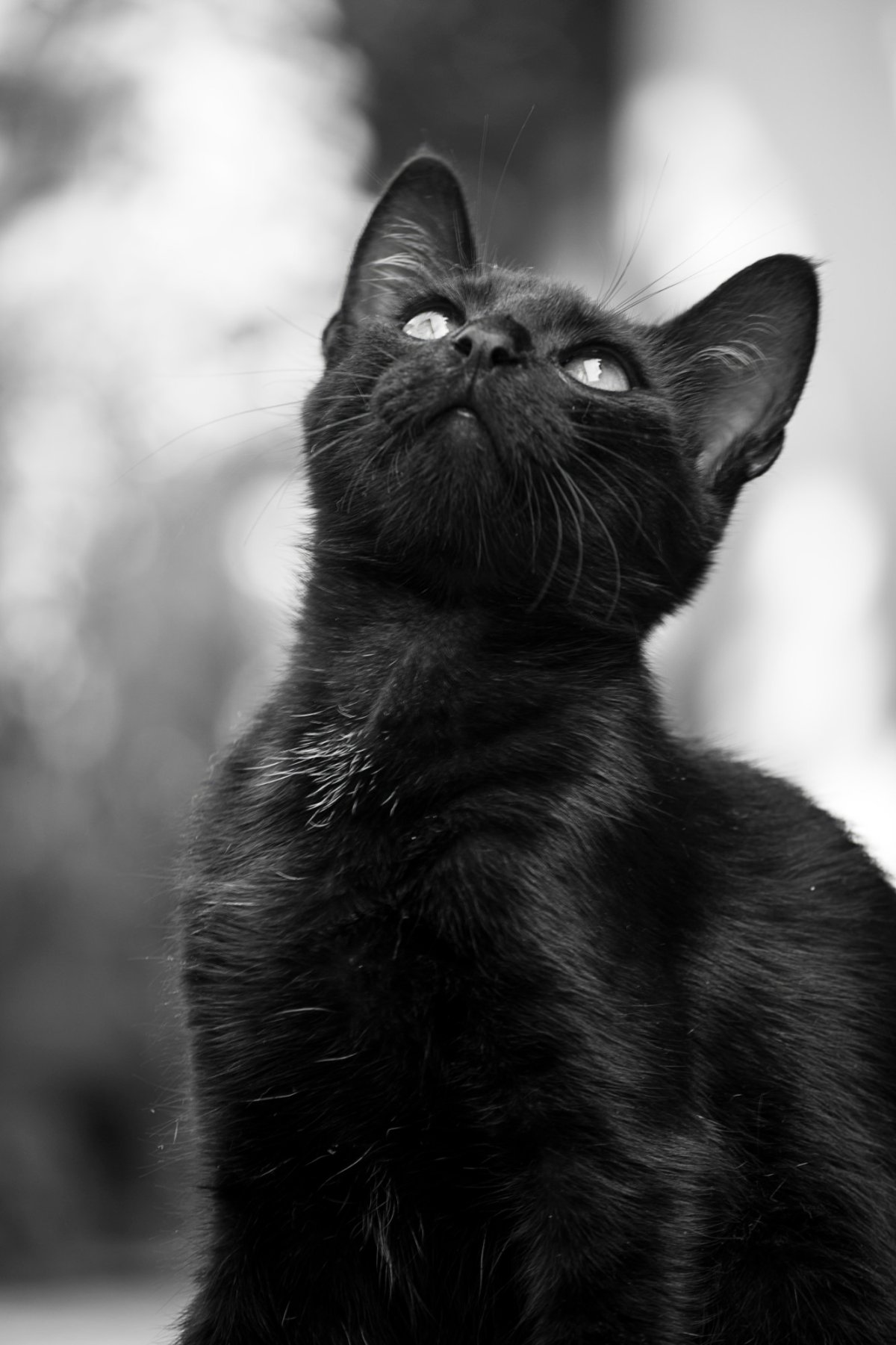 Черненькая кошечка