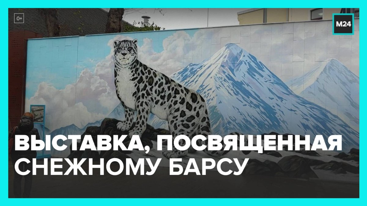 Снежный Барс в зоопарке