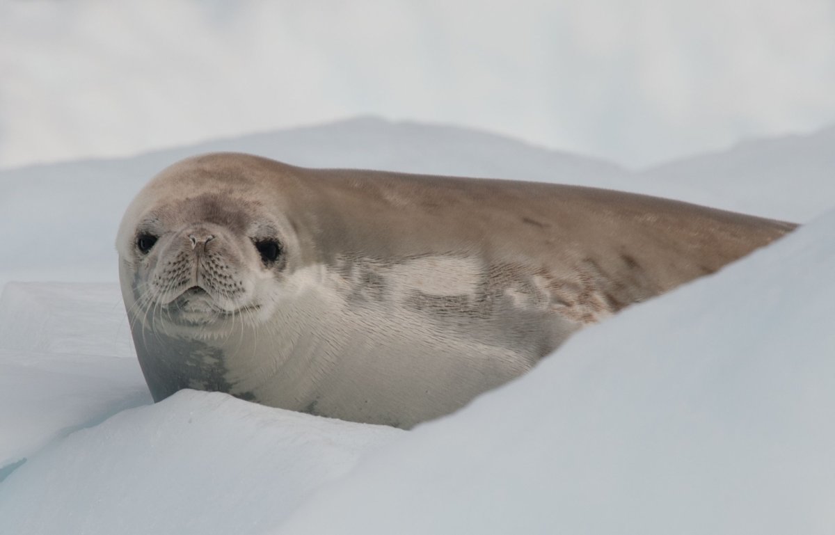 Do Seals have Neck