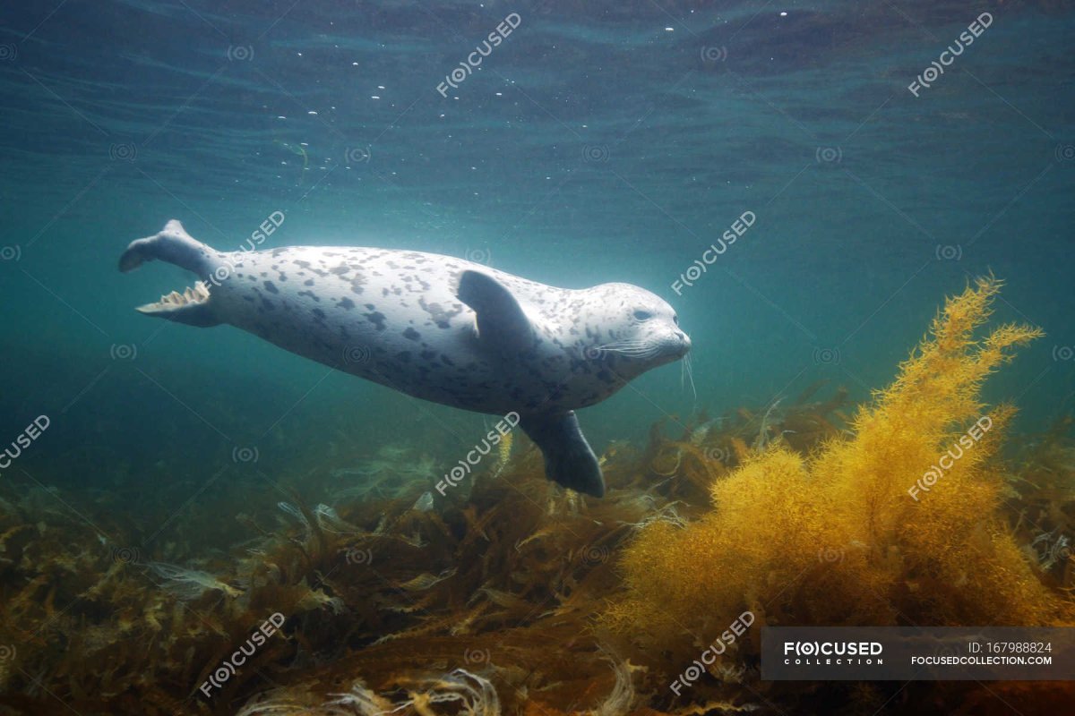 Нерпа японское море