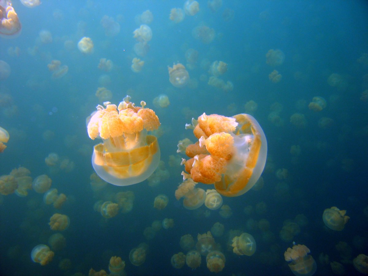 Медузы Средиземного моря