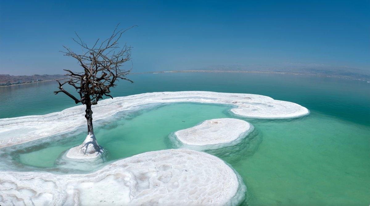 Мертвое море дерево жизни