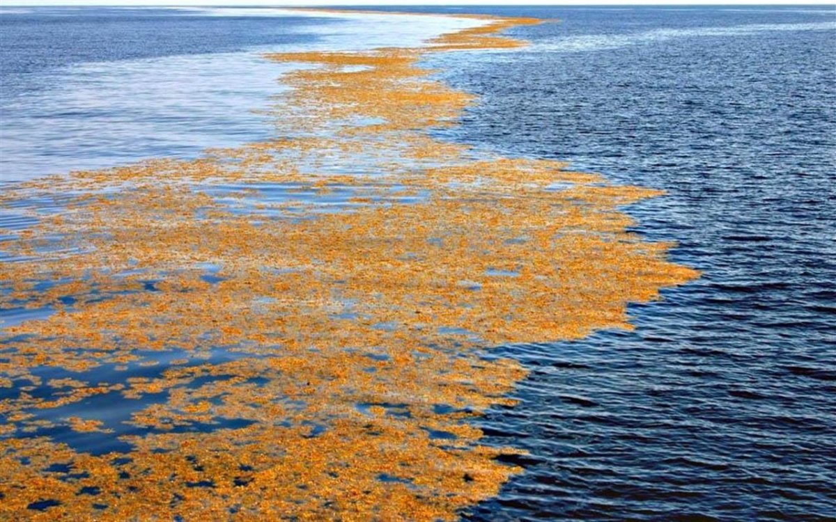 Саргассово море водоросли