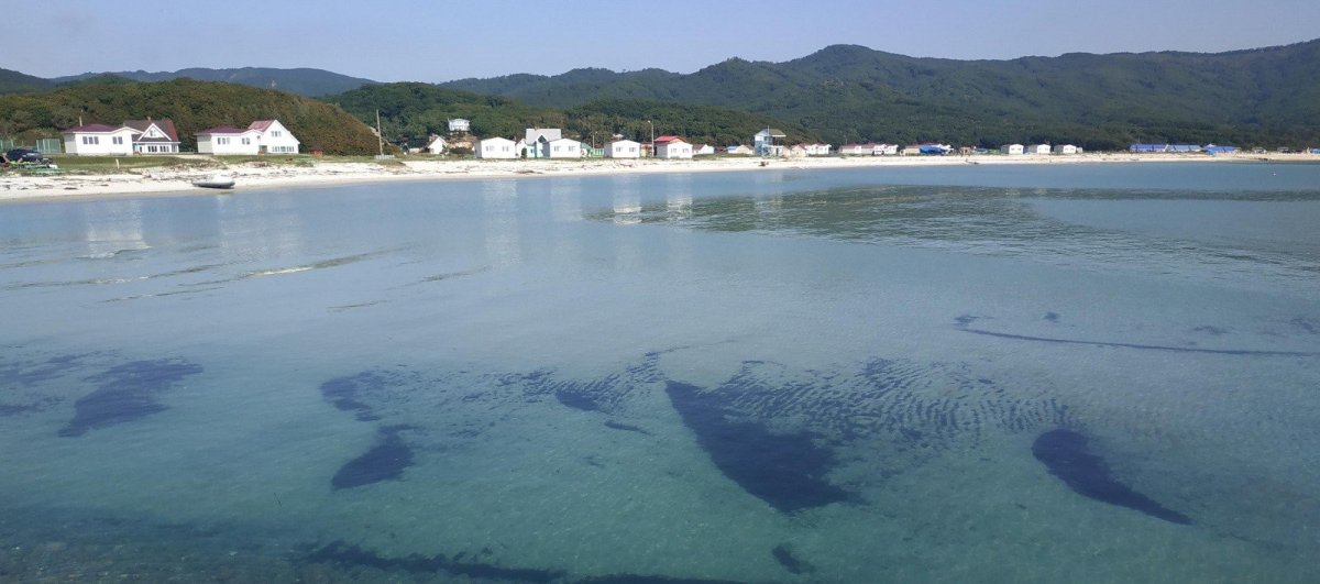 Приморье море 2022