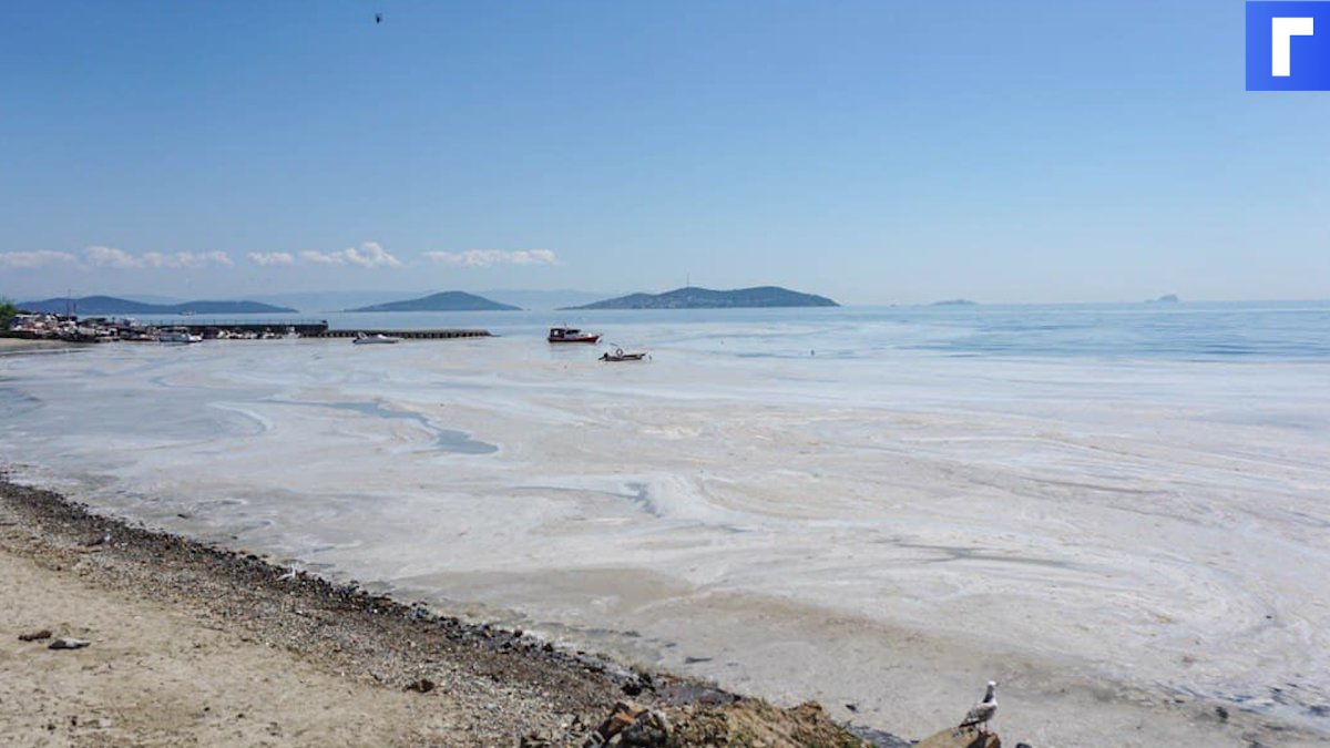 Водоросли в Мраморном море