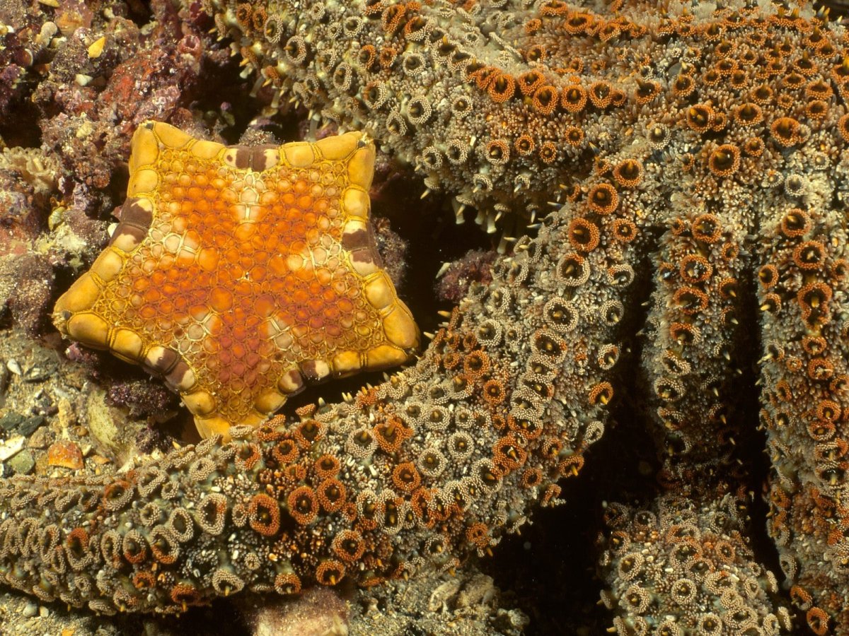 Морская звезда Lunckia Columbiae