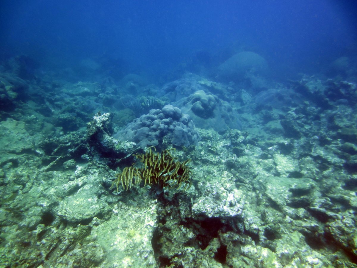 Карибское море подводный мир