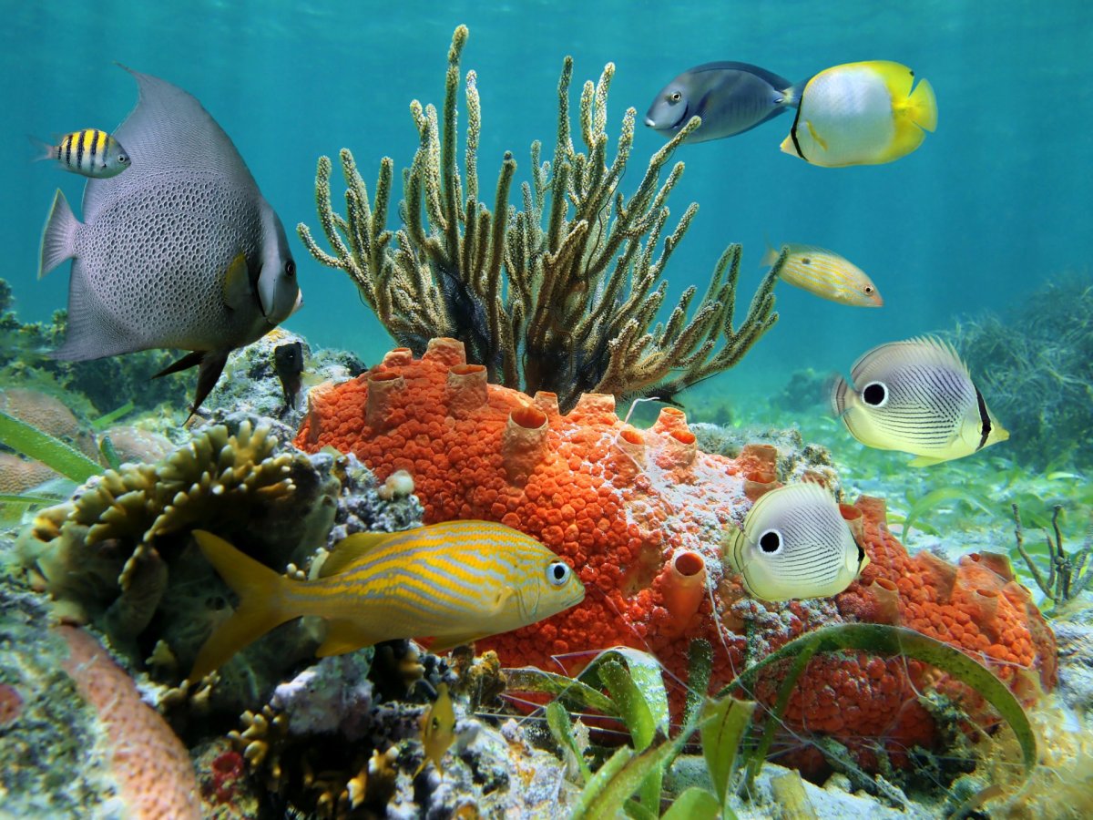 Коралловые рифы Карибского моря