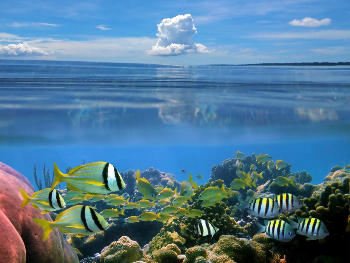 Фотообои морская Флора