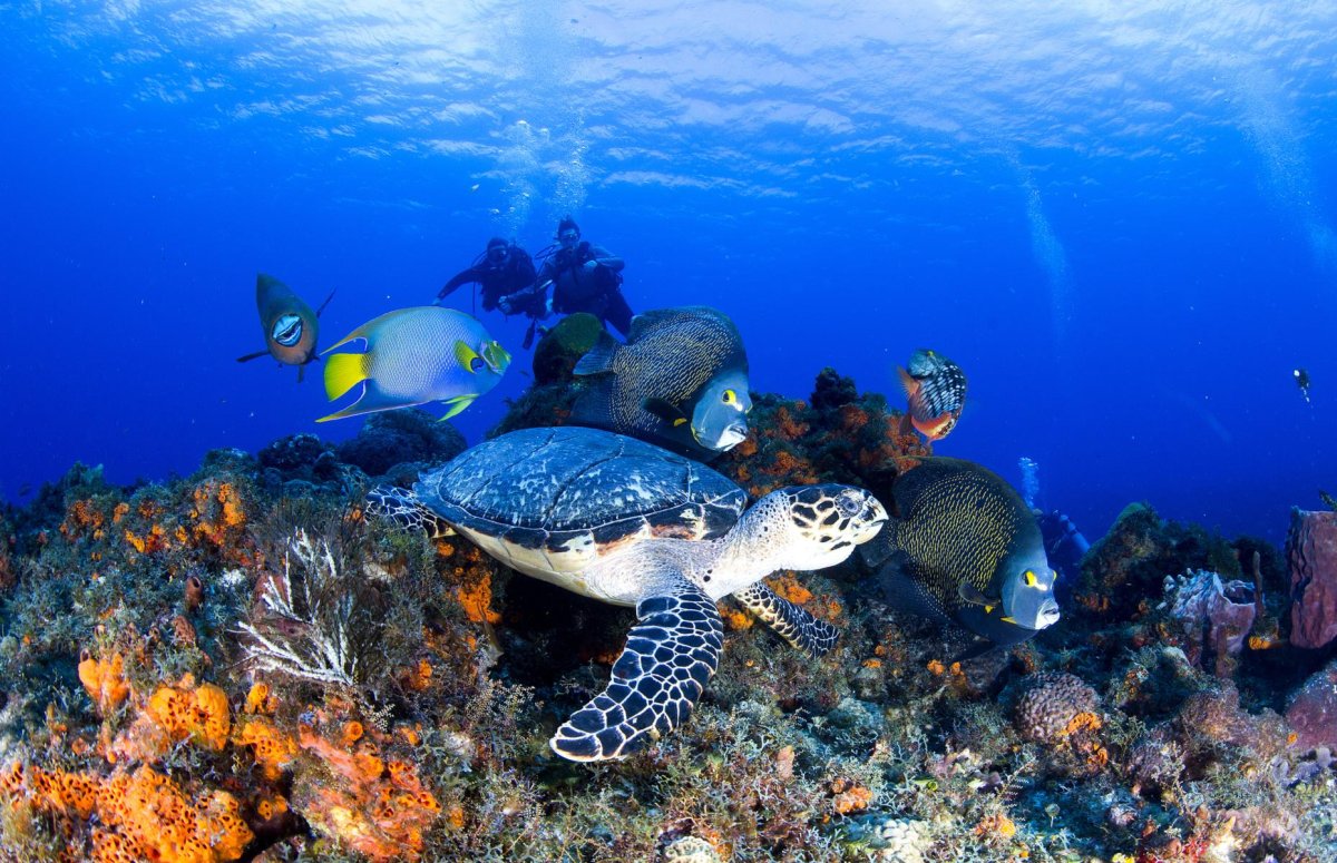 Косумель Карибское море