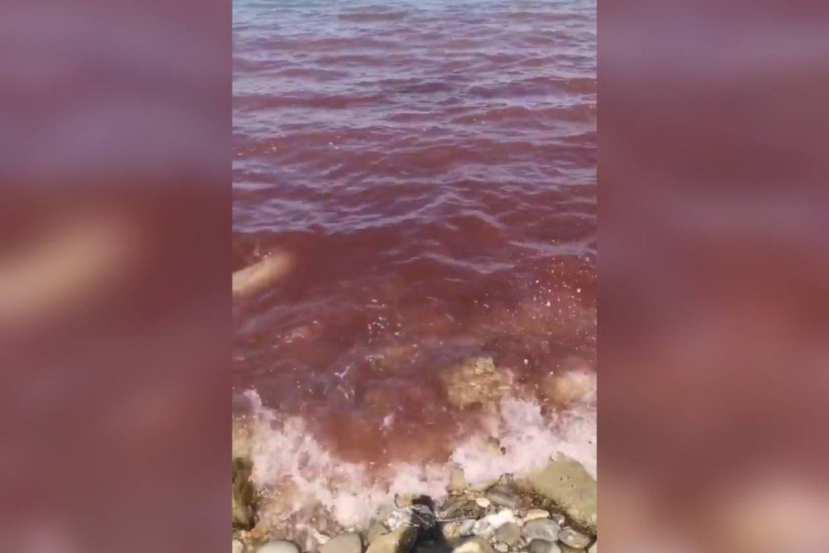Анапа красные водоросли